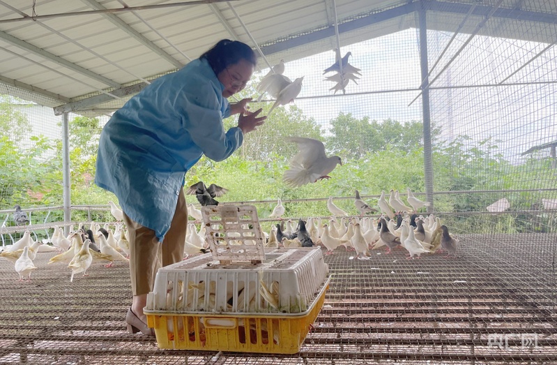 金柚飘香富乡野特色产业助振兴(图3)