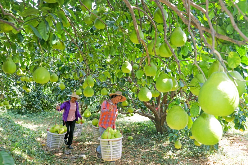 金柚飘香富乡野特色产业助振兴(图2)