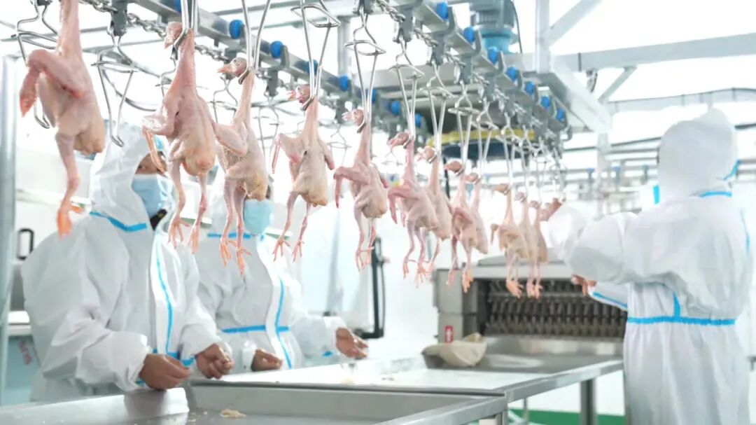 “追”了四年“宠”出一个产业集群(图3)